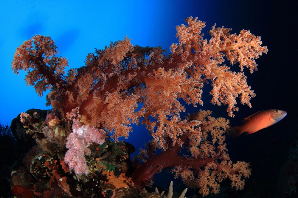 Bias Tugal Dive Site